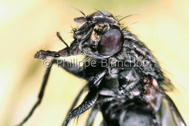 Graphomya maculata.JPG - Graphomya maculataGraphomyie tachetéeDipteraMuscidaeFrance